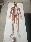 Vintage Medical Anatomy Chart Human Body Dresden Germany