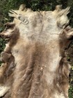 Elk Hide Full Fur On Blond Soft Nicely Tanned Aprox 68 X 46 Rug Wall Hanging