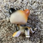 Lps Littlest Pet Shop Shorthair Calico Cat Orange Black White