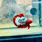 Plakat Red Fancy Male Betta  195