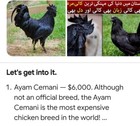 5  Ayam Cemani Hatching Eggs Free Shipping Total Black Award Winning Show Breed 