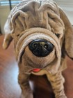 Wizarding World Of Harry Potter Dog Fang Plush Stuffed Animal 15     Brown