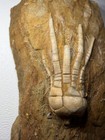 Phanocrinus Bellulus Crinoid Calyx Fossil Alabama Bangor Limestone Plate 0 7 Lbs