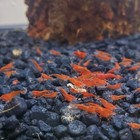 15 1 High Grade Sakura - Freshwater Neocaridina Aquarium Shrimp  Live Guarentee