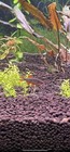 10 1 Celestial Pearl Danio Fish  galaxy Rasbora  Juveniles