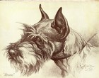 1930s Antique Schnauzer Dog Art Print Bruno Nina Scott Langley Art  4141c