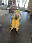 Furreal Friends Squawkers Mccaw Macaw Parrot Interactive Bird 2006 Works
