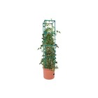 Hydrofarm Gctb Tomato Barrel Pot Garden Planting System And 4 Foot Trellis Tower
