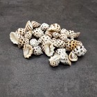 Prickly Pacific Drupa Seashells Drupa Ricinus  approx  25  Shells 0 5  Inches 