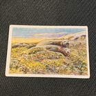 1929 German Cigarette Card Hunting Animals Carl Hagenbeck  233 Elephant Seals 