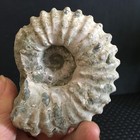 244g White  Beautiful  Ram s Horn Ammonite Csrystal Specimen  Md3587