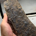 730 Grams Of Late Triassic Ammonite Specimen