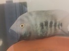 Midas Cichlid X Vieja Hybrid  Live Fish  Red Devil  Kkp   Flowerhorn  