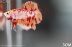 Live Betta Male Fancy Koi Candy Hmpk Red Peach Marble   Bom354