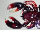 Lobster Resin Hanging Ornament 5    Handmade Very Cool Colors free Shipping 