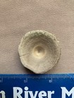 Fl  Large Shark  Vertebrae Indian River Co Fl