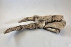 Tyrannosaurus Rex Hand Replica T-rex Dinosaur Fossil