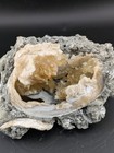 4 5  Mercenaria Permagna Clam Fossil Golden Calcite Crystal Fort Drum Florida