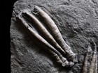Two Scytalocrinus Decadactylus Fossil Crinoids  Crawfordsville  Indiana