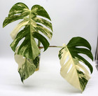 Monstera Albo Borsigiana Variegated Top Cutting Rooted