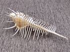 Murex Comb Seashell Murex Pecten  1 Shell Approx  6  Inches 