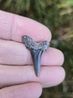Odontaspis Aculeatus Shark Tooth Tx Fossil Ozan
