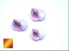 1 2 Lb Whole Purple Orchid Shells  cebu Beauty  Beach Craft Vase Filling Coastal