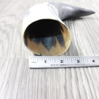 1 Raw Unfinished Cow Horn  2659   Natural Colored