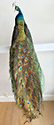 Stunning  New  High Quality  Taxidermy Black-shouldered Peacock  Made In Usa 