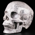 Huge 5 0  Picasso Jasper Carved Skull  Super Realistic  Crystal Healing
