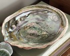 Large Red Abalone Shell Natural Specimen Real Xl Mother Of Pearl