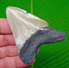 Megalodon Shark Tooth  Fossil - 3 27     Real Sharks Teeth