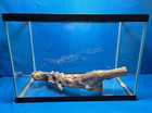 Driftwood Manzanita Root Aquarium Fish Tank Terrarium Aquascape Reptile 24 