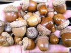 47 Dried Acorns With Caps For Fall Crafts  Real Acorns  Natural Finish  Set 7