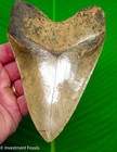 5 55    Megalodon Shark Tooth  Real Fossil No Restorations Super Serated