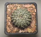 7cm Copiapoa Cinerea Self Rooted Wysiwyg Boutique