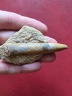 Fossil Belemnite  Jurassic  Dorset  Uk 