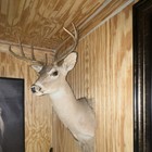Whitetail Deer Shoulder Mount    9 Point