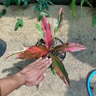 Actual Photo Anthurium Hookeri Red Variegated Free Phyto