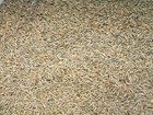 Cereal Rye Grain Seeds Open Pollinated Cover Crop Forage Deer Plot Food