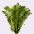  Foxtail Green Myrio - 1 Bunch Freshwater Aquatic Live Plants  Super Price     