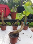 Gurjo Amrita Guduchi Giloy Tinospora Cordifolia Plant Usa Seller-free Shipping