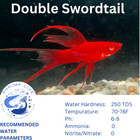 2 Red-eye Red Lyretail Swordtail  Top Grade A   Swordtail  Fish  -superred