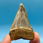2 44    Great White Shark Tooth - No Restoration Or Repair - High Quality