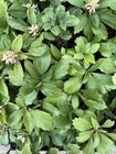 Pachysandra Terminalis 1 000 Heavy Rooted Plants