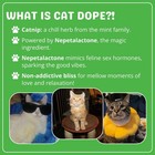 Catnip  100  Natural Cat Nip Blend That Energizes And Excites Cats  Safe   No   