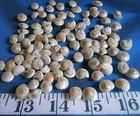   Umbonium Shells   Pearlized   100    Shellcraft   Sailor s Valentines  
