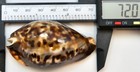 Cypraea Friendii Seashell Cowrie     72 0 Mm     F    gem - Xanno