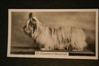 Skye Terrier  Show Champion  Vintage 1930 s  Dog Photo Card  De29m