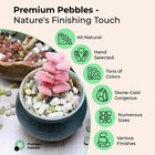 150 Pcs Real Sea Shells For Crafts 0 5-2 Inch Small Colored Beach Decor Bulk
